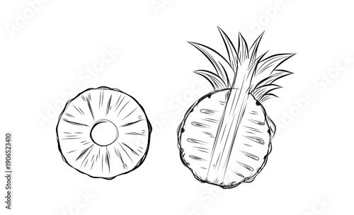 Sketch of pineapple. hand drawn fruit cut in half or tropical sliced product. Vegetarian and vitamin food, sweet desert vector drawing.