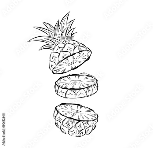 Sketch of pineapple. hand drawn fruit cut in half or tropical sliced product. Vegetarian and vitamin food, sweet desert vector drawing.
