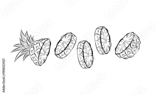 Sketch of pineapple. hand drawn fruit cut in half or tropical sliced product. Vegetarian and vitamin food, sweet desert vector drawing.