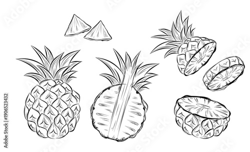 Sketch of pineapple. hand drawn fruit cut in half or tropical sliced product. Vegetarian and vitamin food, sweet desert vector drawing.