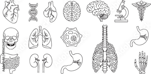 Medical anatomy including human organs and skeleton human body brain heart