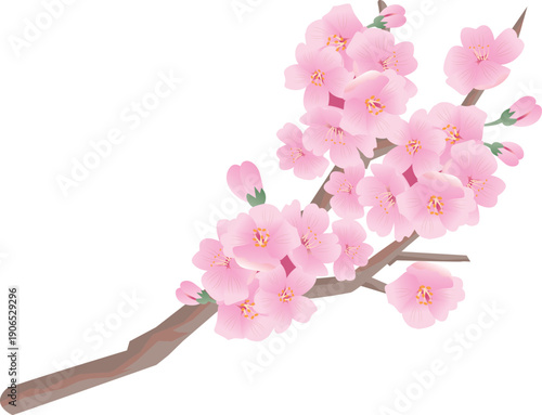 春の桜の花びら