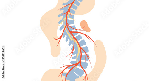 Human spine anatomy with highlighted nerves and vertebrae.