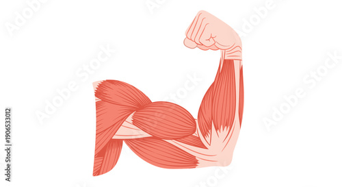 Illustration of a flexed arm showing muscular anatomy.