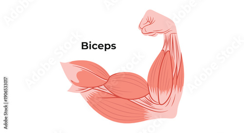 Anatomical illustration of a flexed human arm highlighting the biceps muscle.