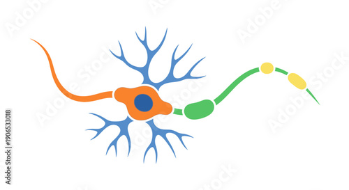 Colorful illustration of a neuron with dendrites and axon.