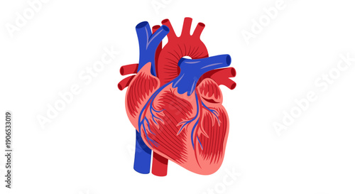 Detailed anatomical illustration of the human heart.