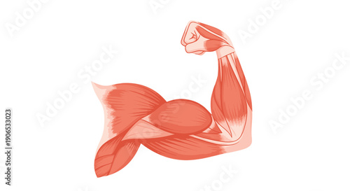 Anatomical illustration of a flexed human arm showing muscular structure.