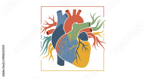 Colorful anatomical illustration of the human heart.