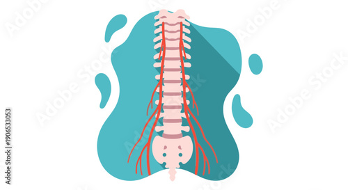 Illustration of the human spinal cord and nerves.