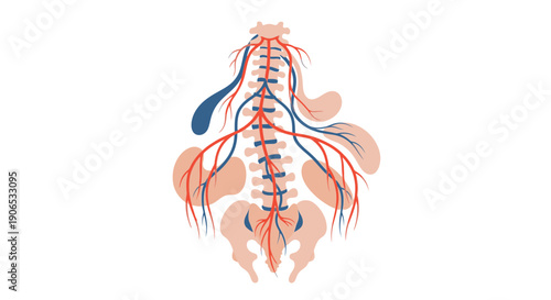 Human anatomy diagram showing the circulatory system and major organs.
