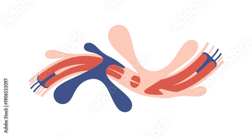 Human Heart Anatomy Diagram with Arteries and Veins.