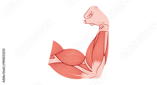Anatomical illustration of a flexed arm showing muscular structure.