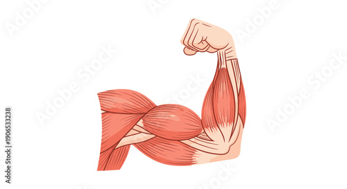 Anatomical illustration of a flexed arm showing muscular structure.