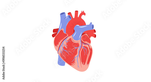Detailed anatomical illustration of a human heart with colored chambers and vessels.