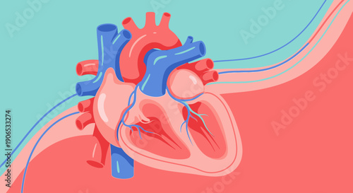 Detailed anatomical illustration of the human heart.