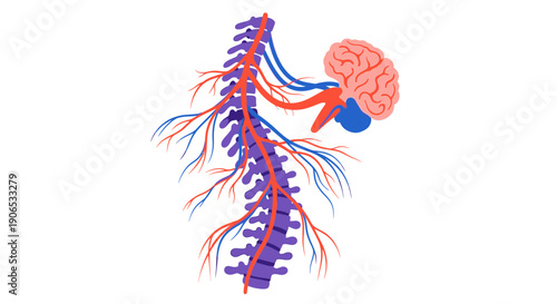Human Central Nervous System Anatomy Illustration with Brain and Spinal Cord.
