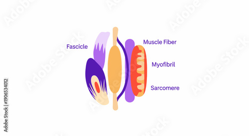 Detailed anatomical structure of muscle fiber and its components.