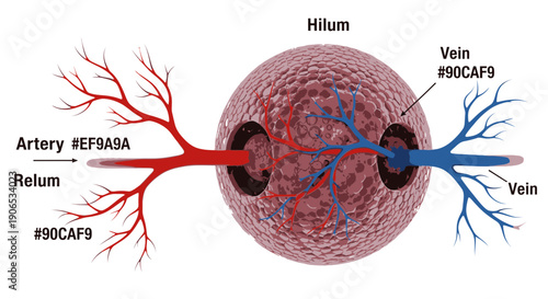 Detailed illustration of human kidney anatomy with labeled blood vessels.