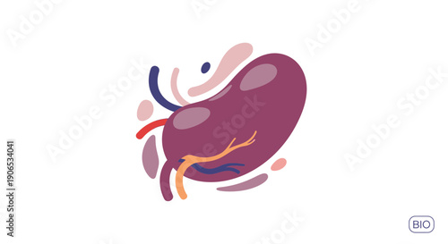 Human kidney anatomy illustration with colorful details.