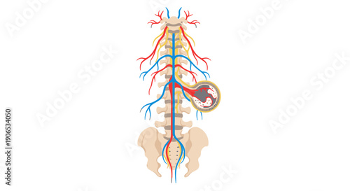 Human spinal cord anatomy with blood vessels illustration.