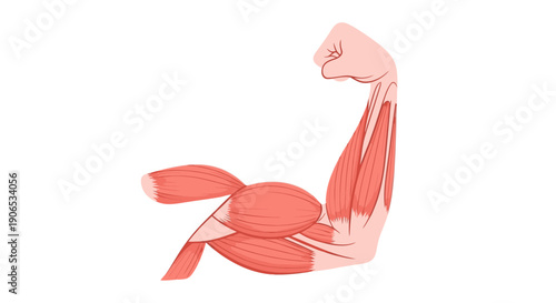 Detailed anatomical illustration of human arm muscles and bicep anatomy.