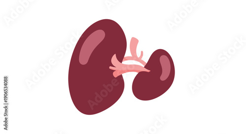 Human kidneys anatomy illustration on white background.
