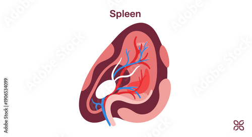 Detailed anatomical illustration of the human spleen with labeled blood vessels.