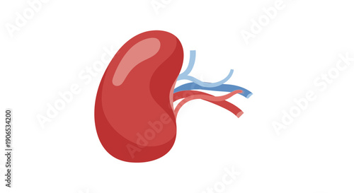 Human kidney anatomy illustration with renal blood vessels.