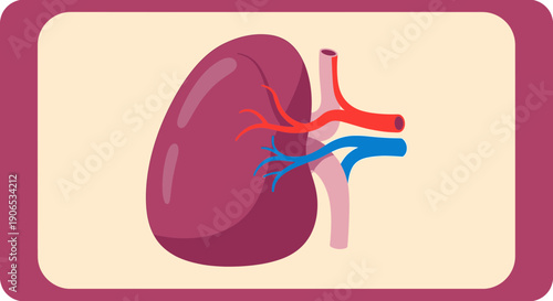 Human Kidney Anatomy with Renal Artery and Vein Illustration.