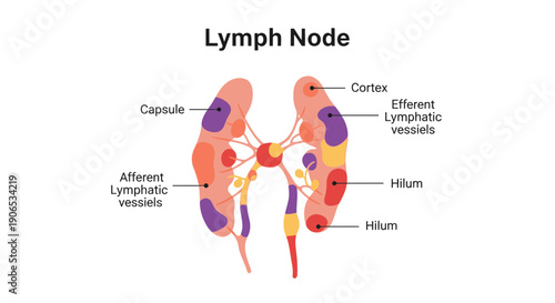 Anatomy of a human lymph node.