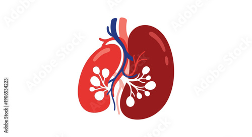 Anatomical illustration of human kidney organ.