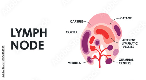 Detailed diagram of a lymph node anatomy with labeled parts.