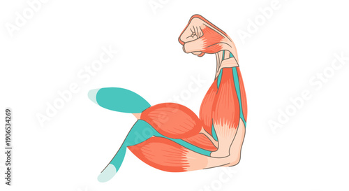 Anatomical illustration of a sitting human figure.