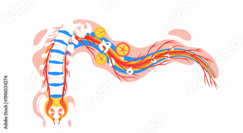Anatomical illustration of human nervous system.