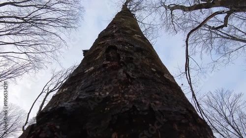 Rotating around a tree while the camera looks up. Top branches without leaves on blue sky