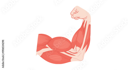 Anatomy of a flexed bicep muscle.