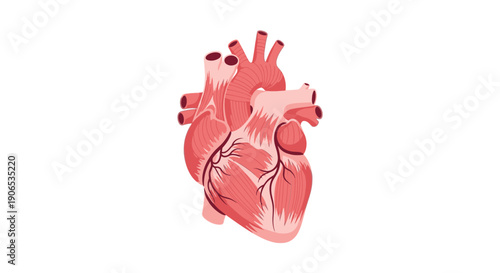 Anatomical illustration of a human heart.