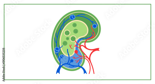 Anatomy of a human kidney.