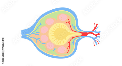 Anatomical illustration of a human ovary.