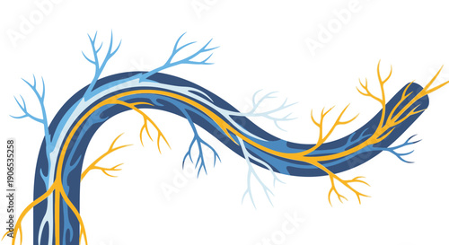 Anatomical illustration of human spinal cord.