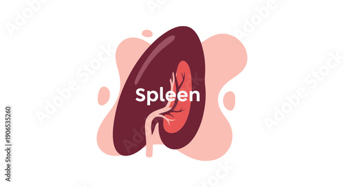 Anatomical illustration of human spleen organ.