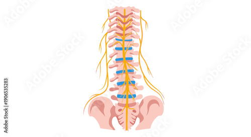 Anatomy of the human spine and nervous system.