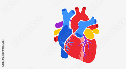 Colorful illustration of a human heart.