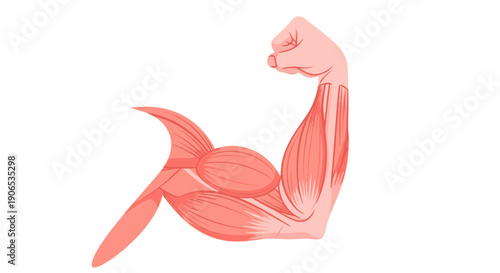 Anatomical illustration of a muscular arm.