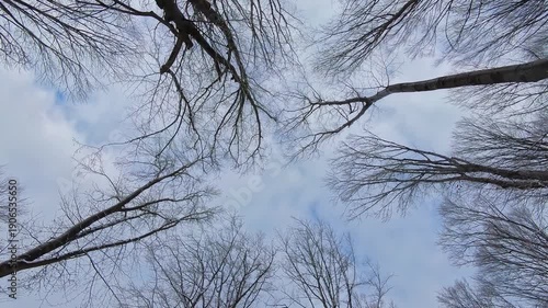 Walking in a forest during winter looking up at the sky. Empty branches with no leaves