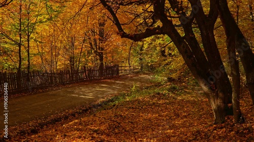 Sunny autumn day on a countryside road inside the forest with falling leaves