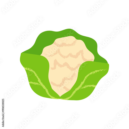 Cauliflower vegetable, Healthy vegetarian food. Organic natural plants, salads, greens on white background vector illustration, in textured style