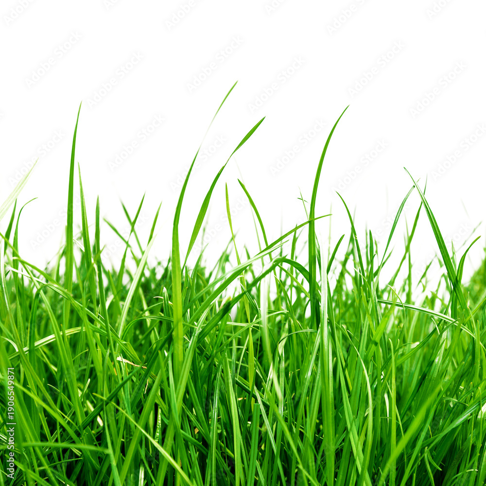 Obraz premium grass