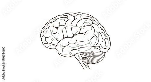 An illustration of a human brain viewed from the side showcasing its intricate structure and details in a simple line art style
